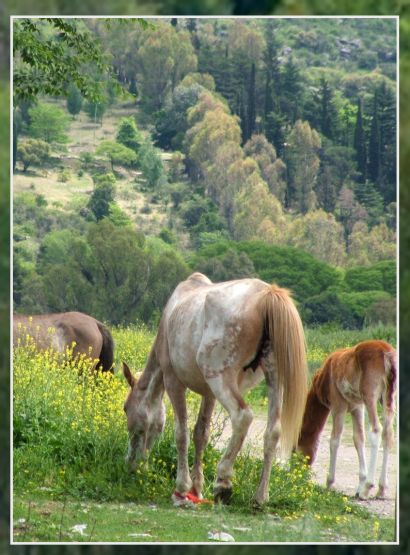 "Pastoral" de Beatriz Vidal