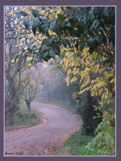 "Camino en la niebla" de Beatriz Vidal