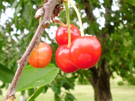 "Cerezas en el campo" de Noelia Montes De Oca