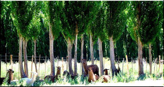 "Mirada de LLamas" de Csar Manrique