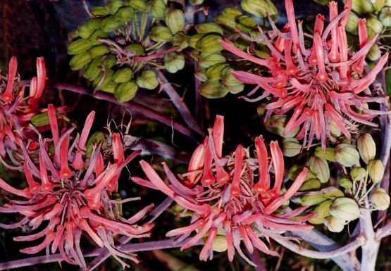 "Flor de Curandera" de Martha A. Moreschi