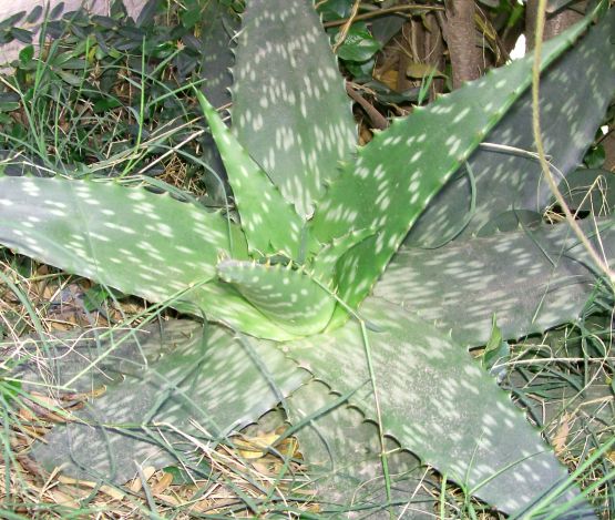 "La Planta de Aloe vera, para Elvira y Luis." de Martha A. Moreschi