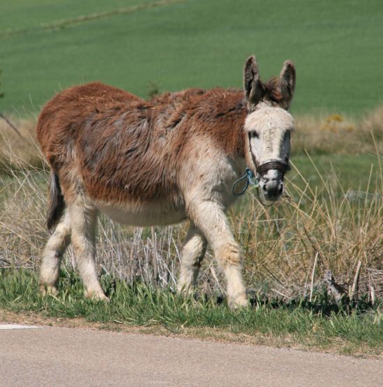 "Platero y yo" de Alberto Gonzlez