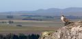 campos del tandil