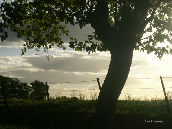 "campo adentro." de Ana Llaneras.