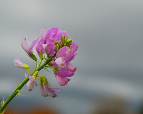 "Magenta y gris" de Solis Alba Iris