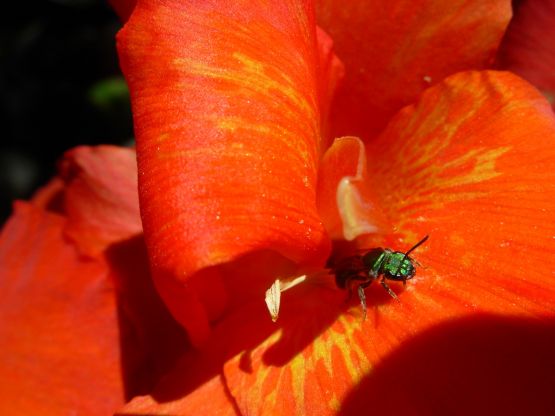 "Desde el jardn" de Jorge Berterretch