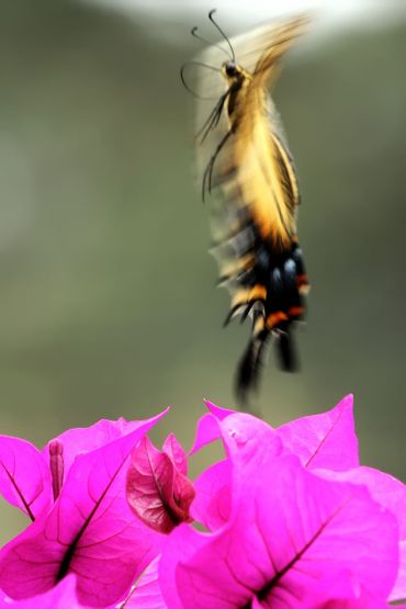 "Danza con flores" de Pejuta Grnstein