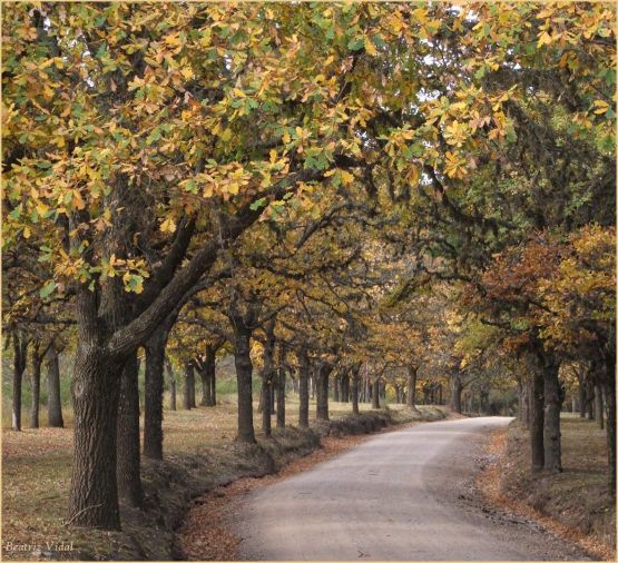 "Caminos internos XIX" de Beatriz Vidal