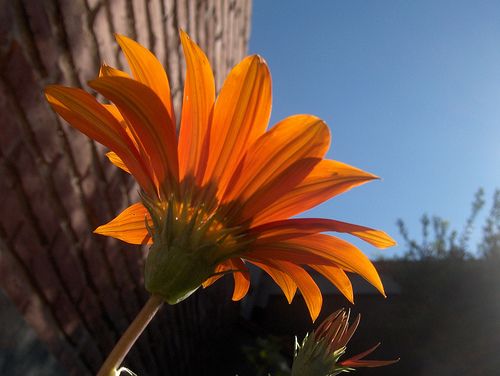 "La otra cara de la Flor...." de Angeles Merchan