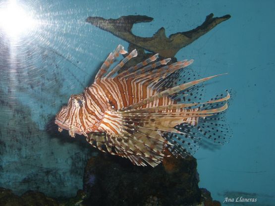 "acuarium." de Ana Llaneras.