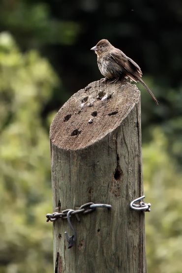 "Hablemos de libertad" de Pejuta Grnstein