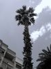 Palmera