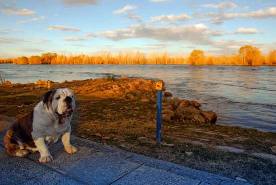 "`Moo en el Limay`" de Jorge A. Cceres