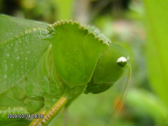 "El Insecto Hoja" de Rafael Angarita