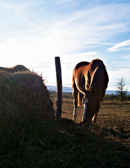 "Pastando a pleno sol" de Martha A. Moreschi