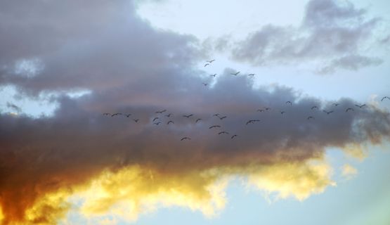 "`cielo, nubes, aves`" de Jorge A. Cceres