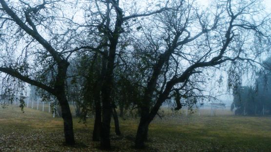 "mas niebla" de Noemi Gomez