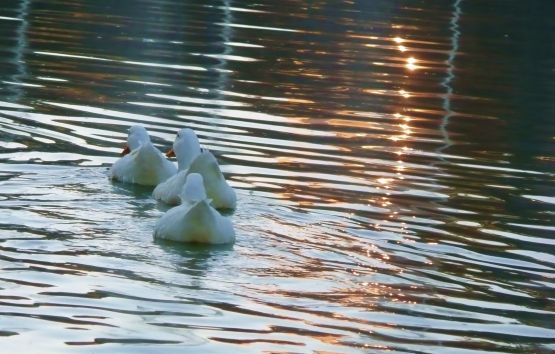 "ternura en el agua ..." de Noemi Gomez