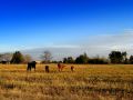 Como las tardes de invierno