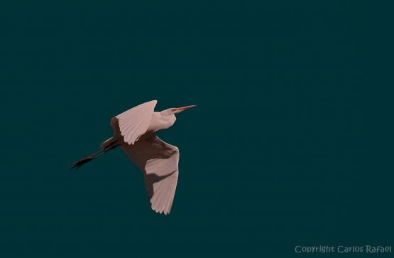 "Egretta alba" de Carlos Rafael