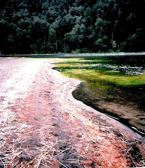 "a orillas del lago espejo-patagonia argentina" de Beatriz Di Marzio