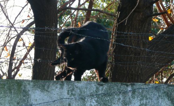 "tan negro !!" de Noemi Gomez