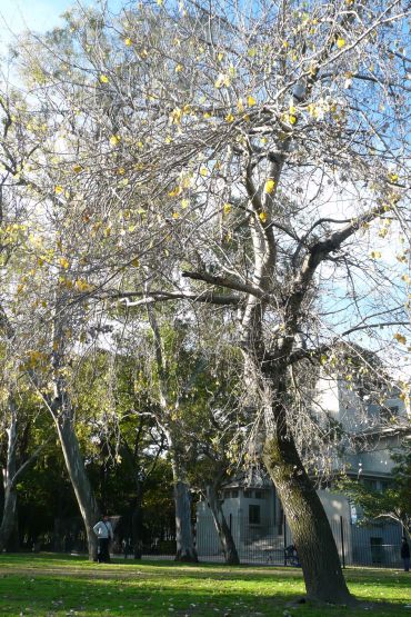 "te espero bajo el arbol" de Noemi Gomez