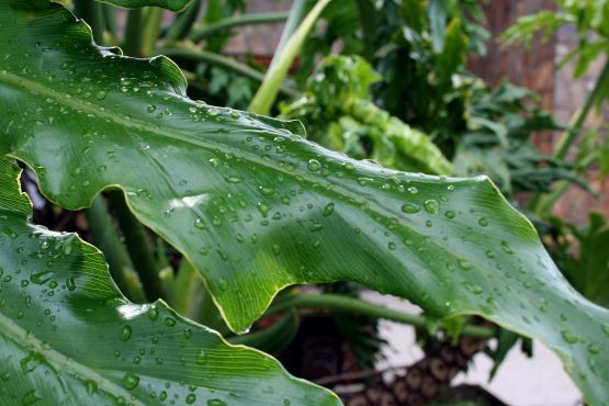 "despues de la lluvia" de Anibal A. Fernandez