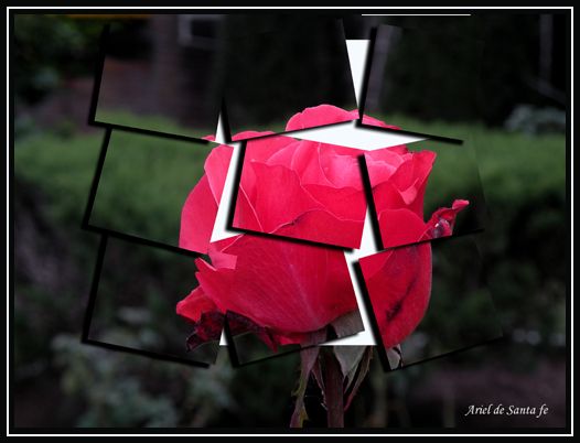 "rosa rota" de Ariel Dario Albamonte