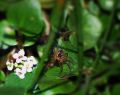 macro de flor y araa