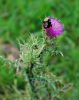 abejorro en flor de cardo