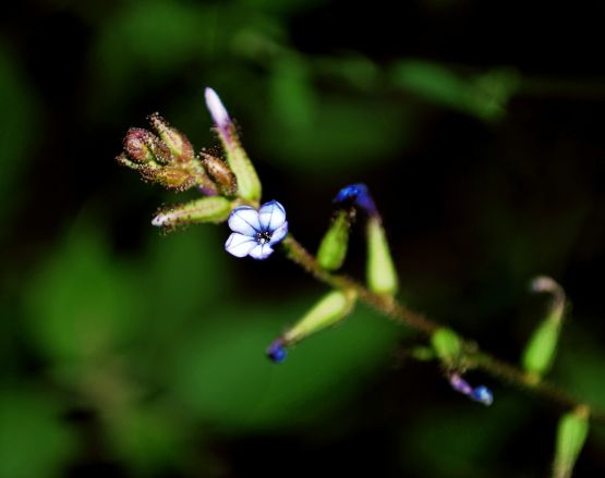 "macro de flor azul" de Solis Alba Iris