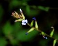 macro de flor azul