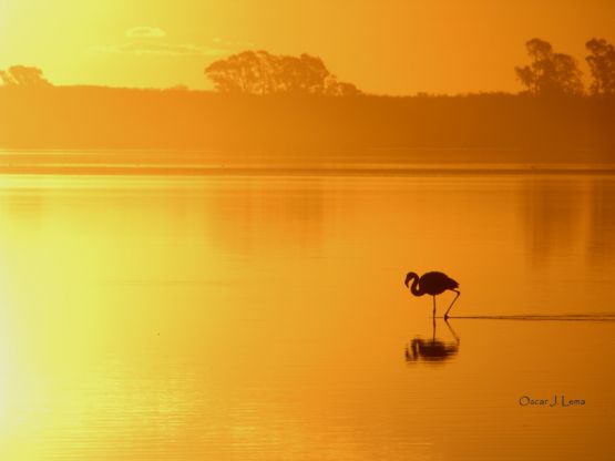 "Caminando en el ocaso" de Oscar Lema