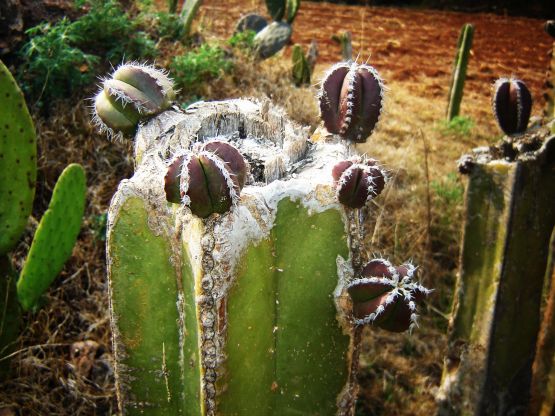 "cactuuus" de Alma Delia Franco Cacho