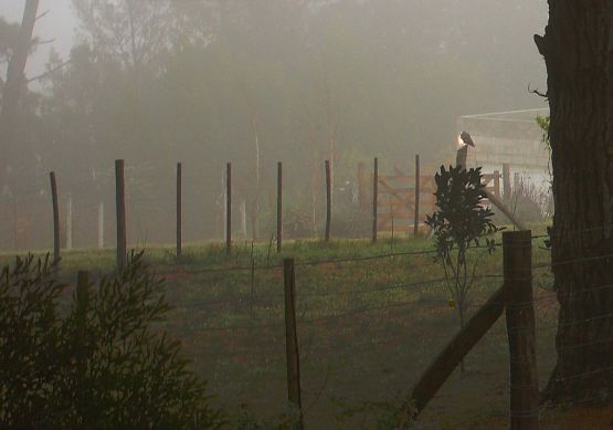 "entre la niebla......" de Stella Maris Kippke