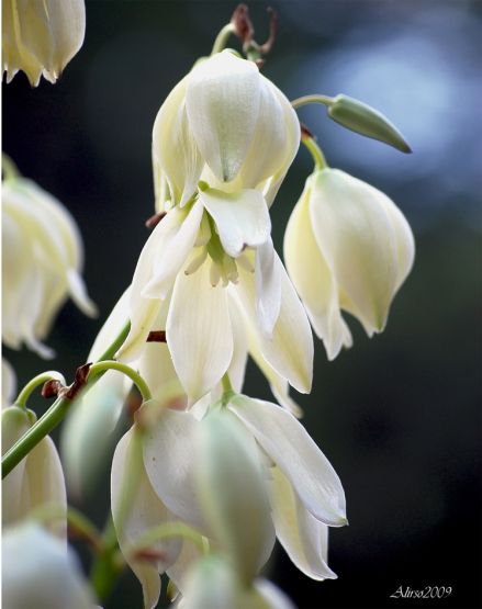 "FLOR DE LA YUCA" de Solis Alba Iris