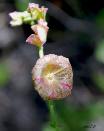 "Macro de flor silvestre 1" de Solis Alba Iris