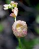 Macro de flor silvestre 1