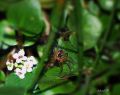 Macro de flores y araa