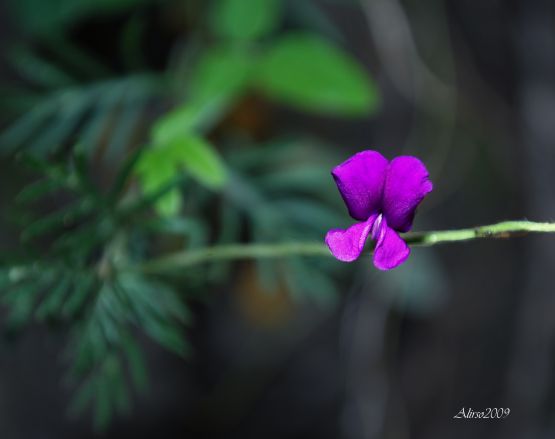 "Macro de arvejilla silvestre" de Solis Alba Iris