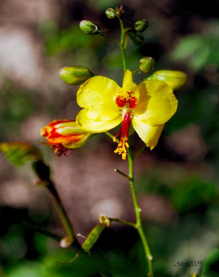 "Flor silvestre amarilla" de Solis Alba Iris