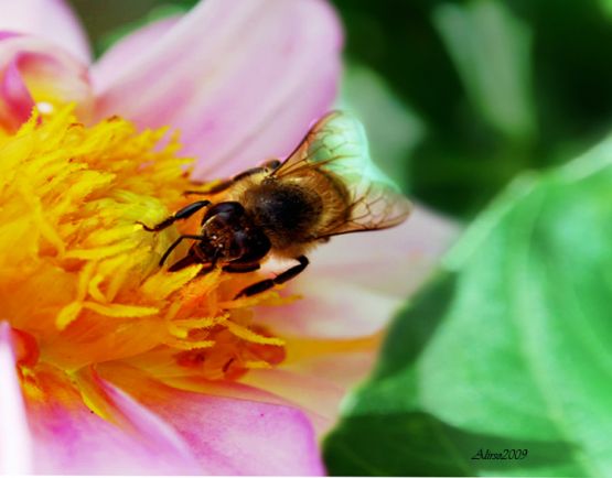 "Macro de abeja en dalia" de Solis Alba Iris