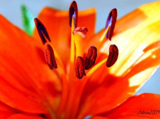 "Macro de pistilos de lilium" de Solis Alba Iris