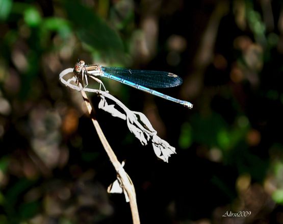 "Libelula celeste" de Solis Alba Iris