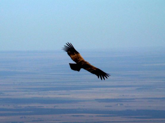 "en vuelo" de Claudia Vicchio