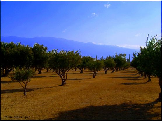 "El Huerto de Los Olivos" de Csar Manrique