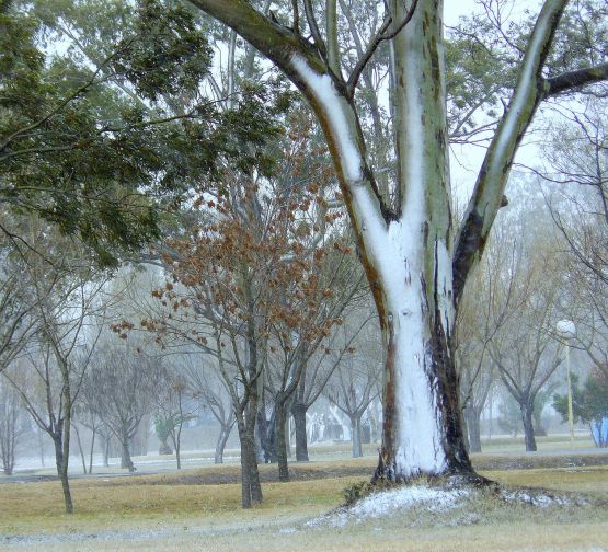 "Nieve en Bolivar 3" de Patricia Gutierrez