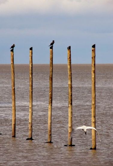 "El vuelo de la garza" de Ricardo Baigorria